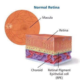 Diagram-of-Normal-Retina